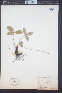 Fragaria vesca subsp. americana image