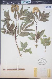 Sambucus racemosa subsp. racemosa image