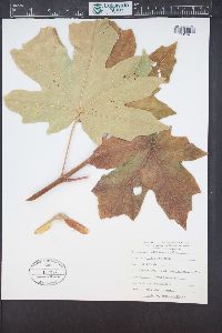 Acer macrophyllum image