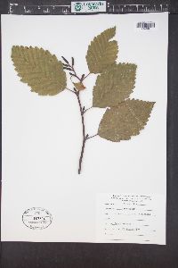 Alnus rubra image