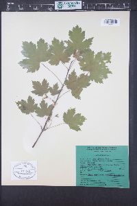 Acer glabrum image