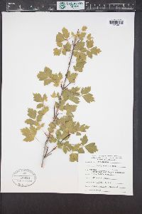 Acer glabrum image