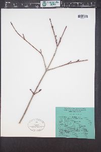 Acer glabrum image