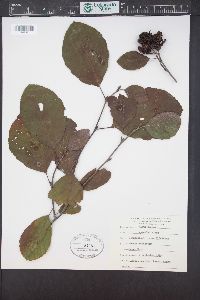 Alnus incana subsp. rugosa image