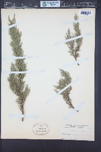 Cupressus macrocarpa image