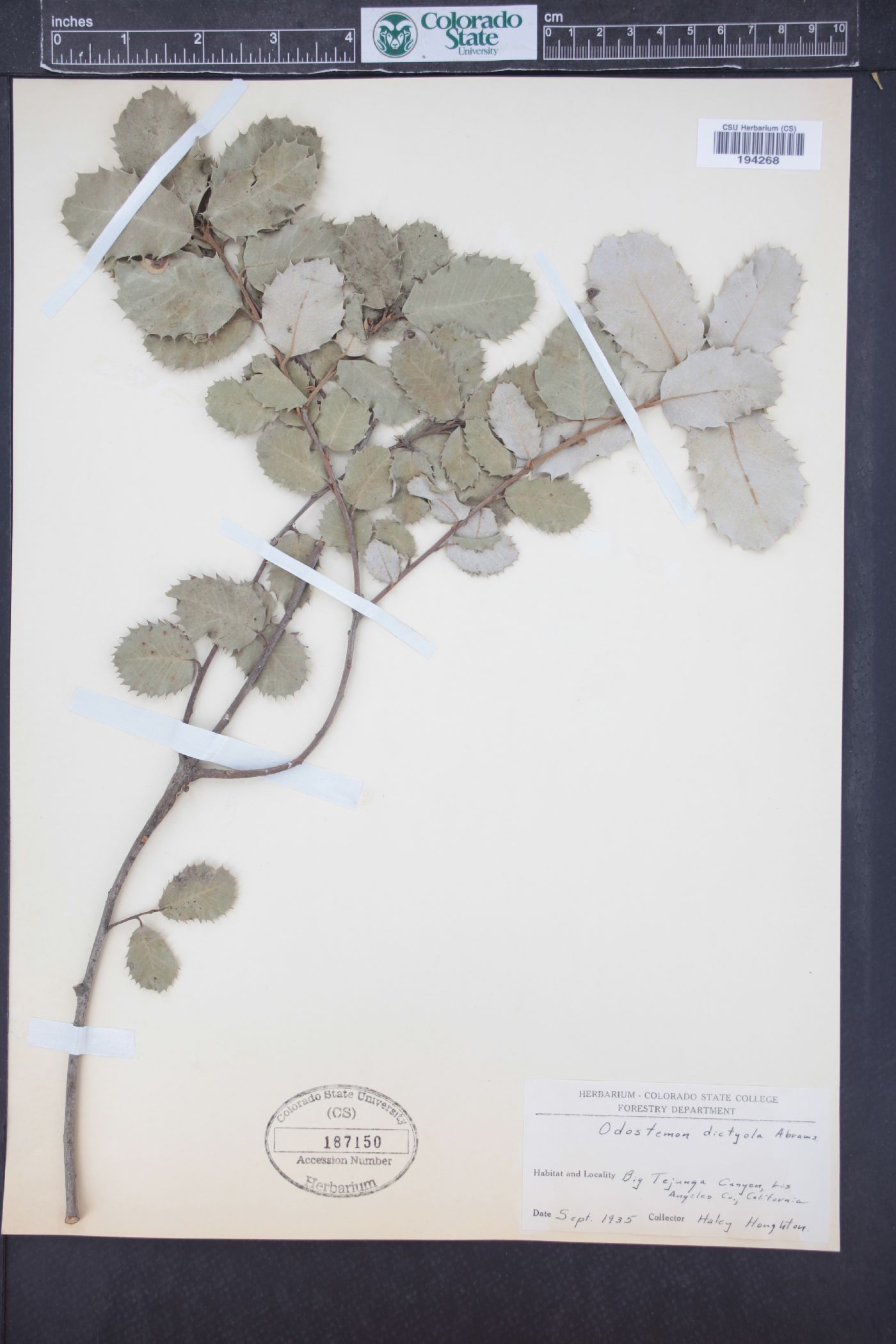 Mahonia dictyota image