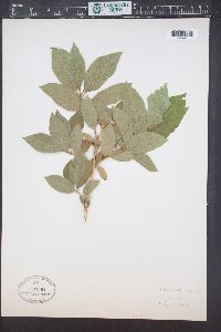 Lonicera utahensis image