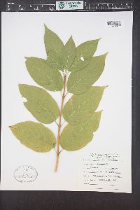 Lonicera involucrata image