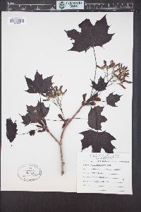 Acer platanoides image