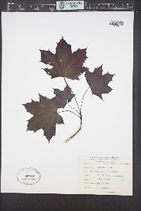 Acer platanoides image