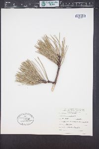 Pinus rigida image