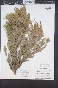 Chamaecyparis lawsoniana image