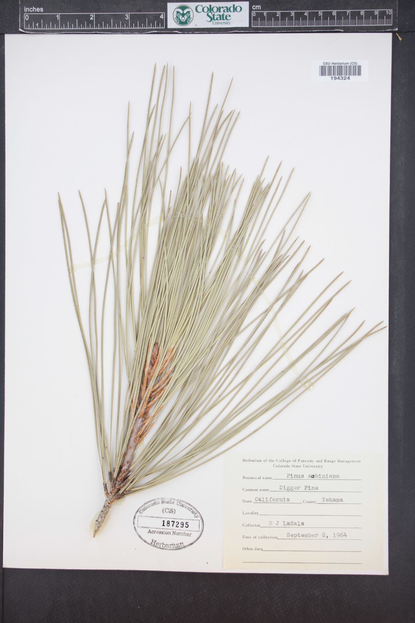 Pinus sabiniana image