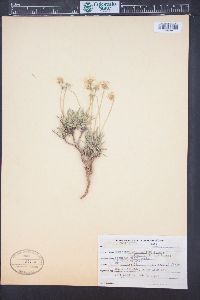 Tetraneuris scaposa var. linearis image