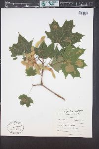 Acer platanoides image