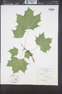 Acer platanoides image