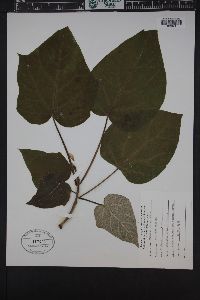 Catalpa bignonioides image