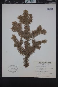 Abies balsamea var. phanerolepis image