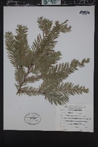 Sequoia sempervirens image