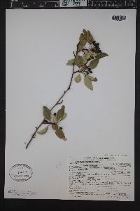 Crataegus rivularis image