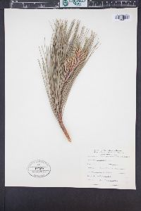 Pinus arizonica image