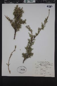 Cupressus sargentii image