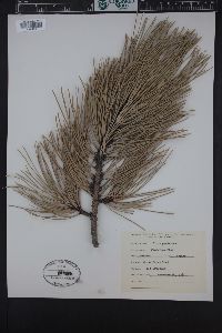 Pinus ponderosa image