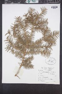 Taxus canadensis image