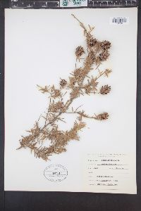 Tsuga heterophylla image