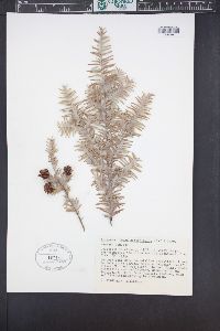 Tsuga heterophylla image