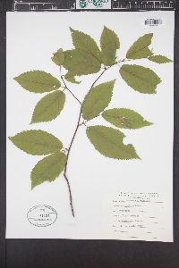 Betula alleghaniensis image