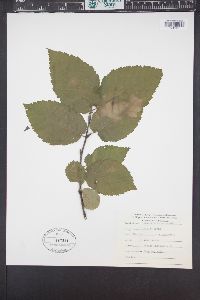 Betula alleghaniensis image