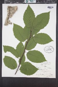 Betula alleghaniensis image