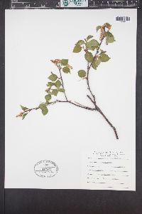 Betula occidentalis image