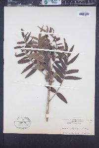 Rhus lanceolata image
