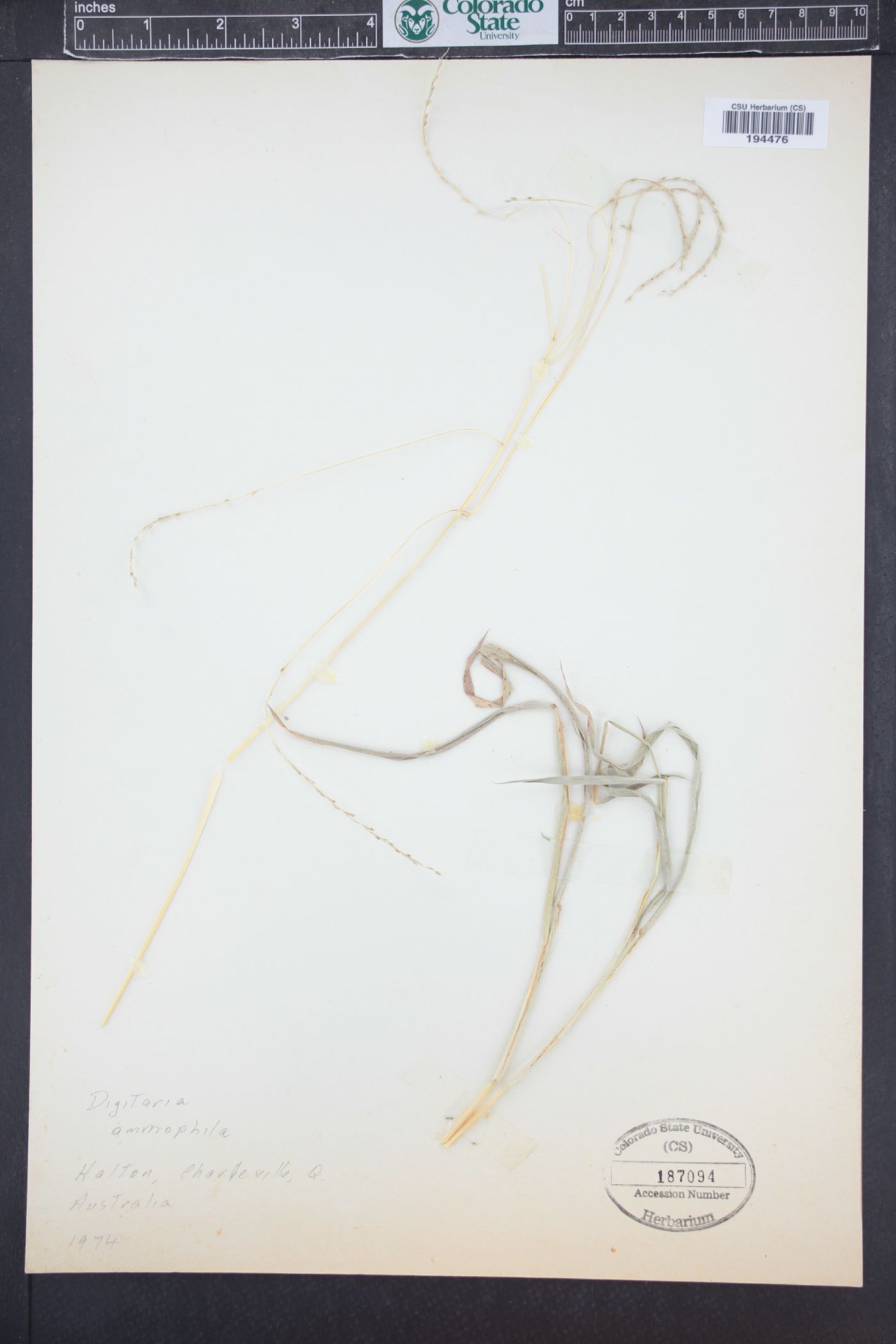 Digitaria ammophila image