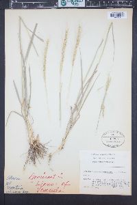 Trachypogon spicatus image