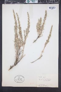 Artemisia rigida image