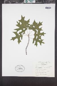 Quercus coccinea image