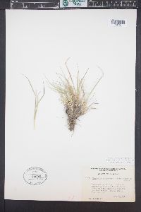 Danthonia unispicata image