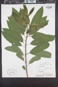 Sideroxylon foetidissimum image