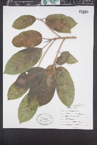 Ficus aurea image