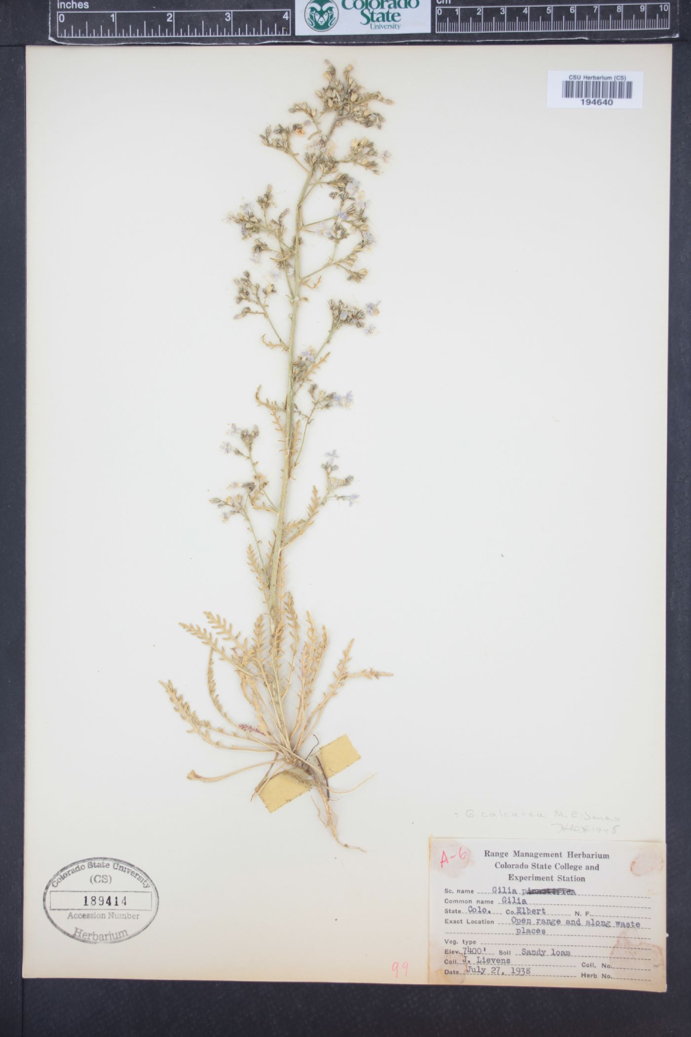 Aliciella mcvickerae image