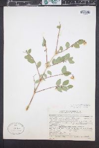 Symphoricarpos oreophilus image