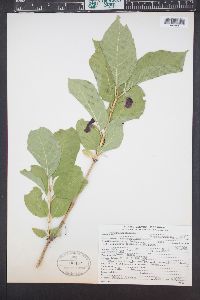 Lonicera involucrata image