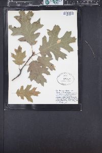 Quercus kelloggii image