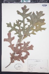 Quercus lyrata image