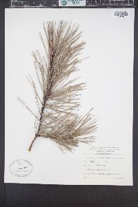 Pinus echinata image