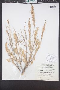 Artemisia tridentata image