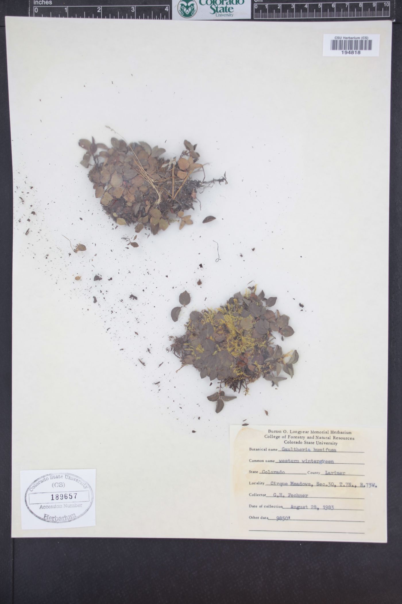 Gaultheria humifusa image